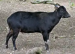 アノア
