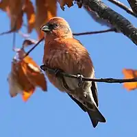 オス