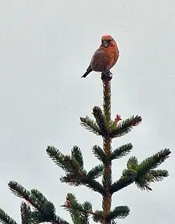 ハシブトイスカ