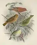 ハワイ島亜種(L. c. coccineus)