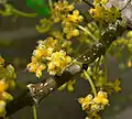 Lozanella enantiophyllaの花