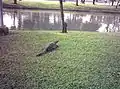 ベンガルオオトカゲ（ヒア）