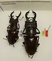 フジ型のミヤマクワガタの標本