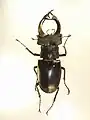 L. c. akbesianus