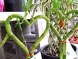 ハート形