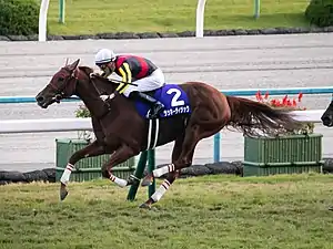 ラッキーライラック（2015年産）