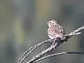 モリヒバリL. arborea