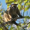 カオグロキノボリカンガルーD. lumholtzi