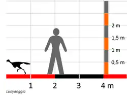 ルオヤンギアとヒトとの大きさの比較図