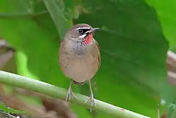 ノゴマ