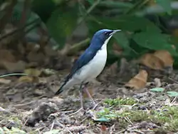 Luscinia cyane