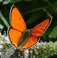 オオベニシジミLycaena disparシジミチョウ科