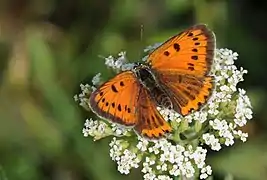 ♀成虫, トルコ