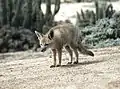 チコハイイロギツネL. griseus