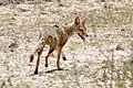 パンパスギツネL. gymnocercus