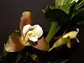 Lycaste dowiana