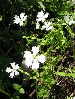 Lychnis gracillima