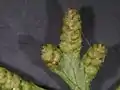 カニクサ・胞子葉部の拡大