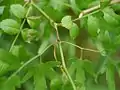 同上・小羽片の対の間にある羽片先端部の芽