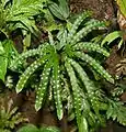 L. radiatum掌状複葉の例