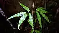 L. volubile1回羽状複葉の例