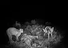 二頭のコヨーテが獲物を挟んでボブキャットへの攻撃の機会をうかがっている