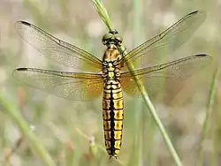 ハラビロトンボ属ハラビロトンボLyriothemis pachygastra