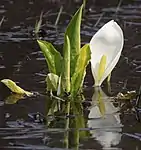 ミズバショウ