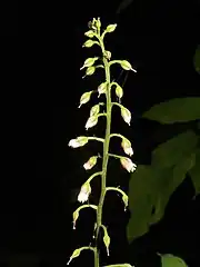 枝先に総状花序をつけ、小さな花をまばらにつける。花柄の基部に糸状線形の苞がある。花柄は広く開出し、花期にやや下向きになる。