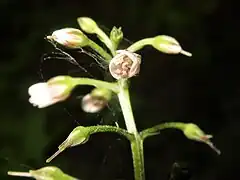 花冠は赤みをおびた白色で5裂し、開花時にもあまり開かない。雄蕊は花冠と同じ長さかやや長い。