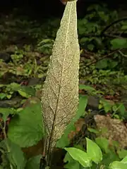 葉の裏面。一面に紫褐色の細点がある。