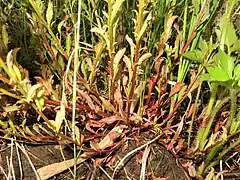 茎は円柱形で赤みがあり、無毛で直立する。