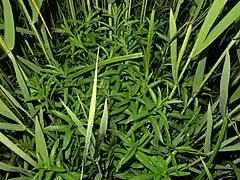 4月中旬。ヨシの間に生え、花序はまだつけていない。