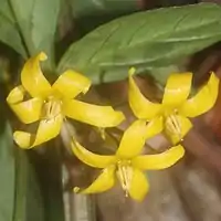 葉腋から花柄を伸ばし、下向きに花をつける