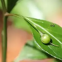 若い蒴果、球形で熟すと灰白色になる