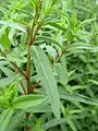 ミソハギの茎と葉葉の基部は茎を抱かない
