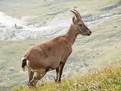 メス