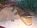 Cyclotosaurus intermediuspl:Muzeum Ewolucji PAN所蔵