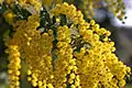 ギンヨウアカシア (Acacia baileyana)