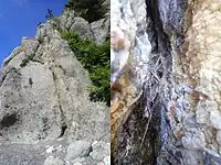 ヒナ巣立ち後の巣の様子（左中央の亀裂部分で、右は亀裂内を撮影）