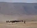 マサイの放牧