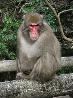 ニホンザルM. fuscata