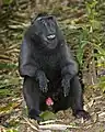 クロザルM. nigra