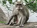 カニクイザルM. fascicularis