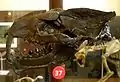 マカエロイデス（マケロイデス）Machaeroides eothen （オキシアエナ科）の頭蓋骨化石標本（パリの国立自然史博物館）
