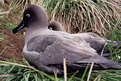 ハイイロアホウドリ