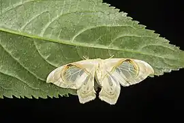 Macrauzata minor, 台湾