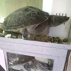 チリメンナガクビガメ