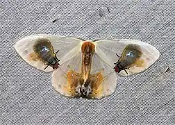 モンウスギヌカギバ M. maia, ボルネオ