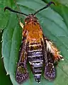 Macroscelesia japonaモモブトスカシバ